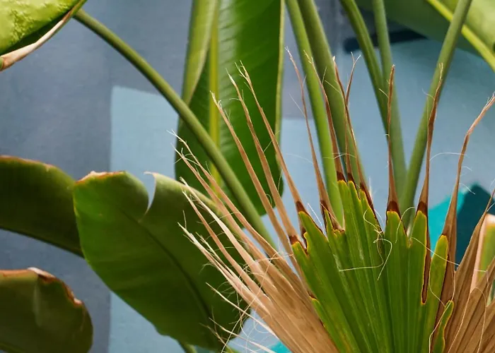 ゲストハウス Tenerife Experience 2*